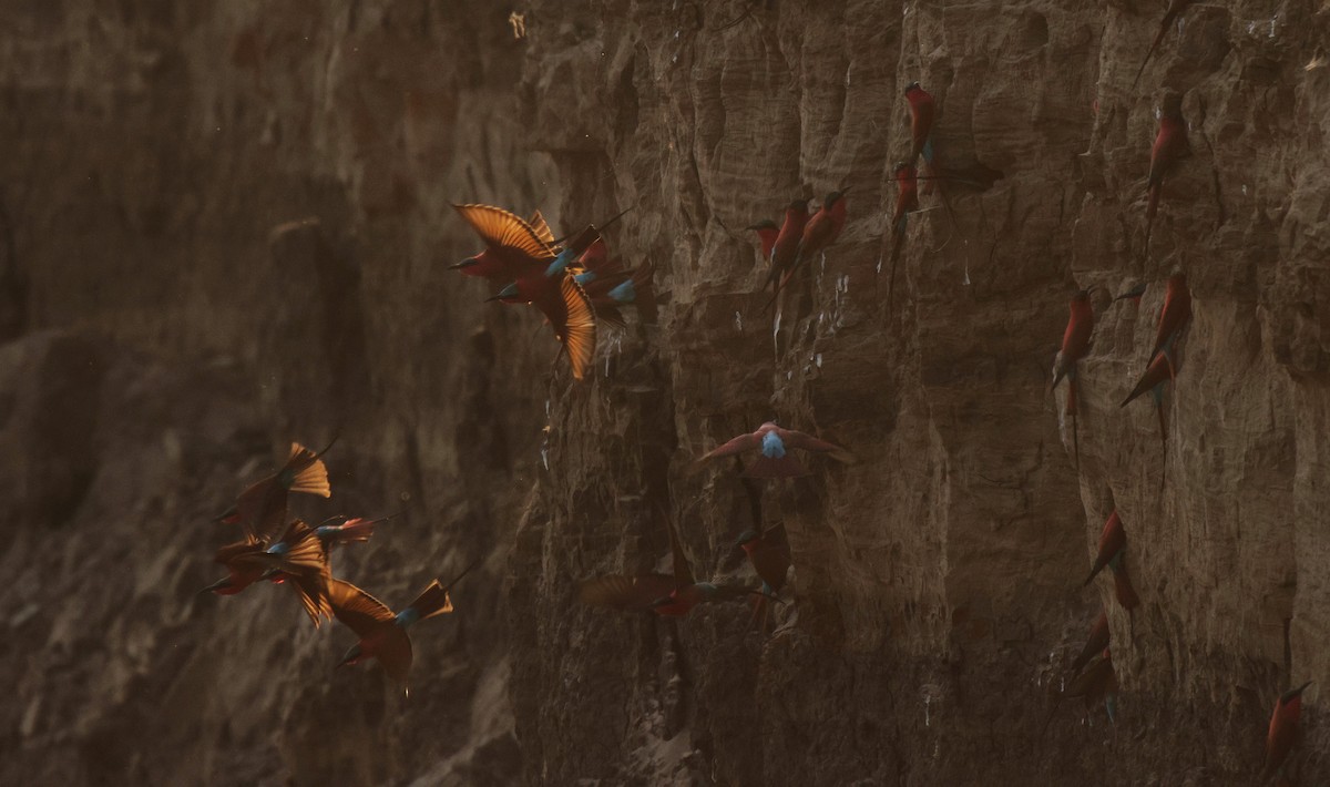 Southern Carmine Bee-eater - Frank Willems - Birding Zambia