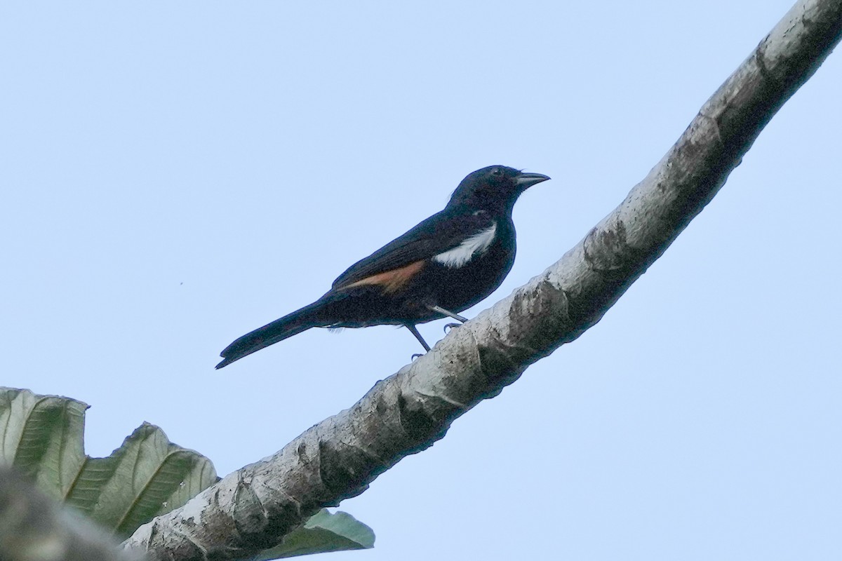 Fulvous-crested Tanager - ML623027601