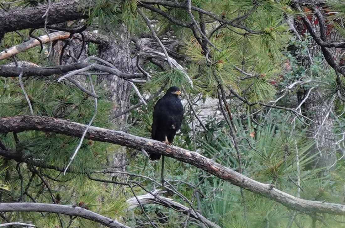 Common Black Hawk - ML623027725