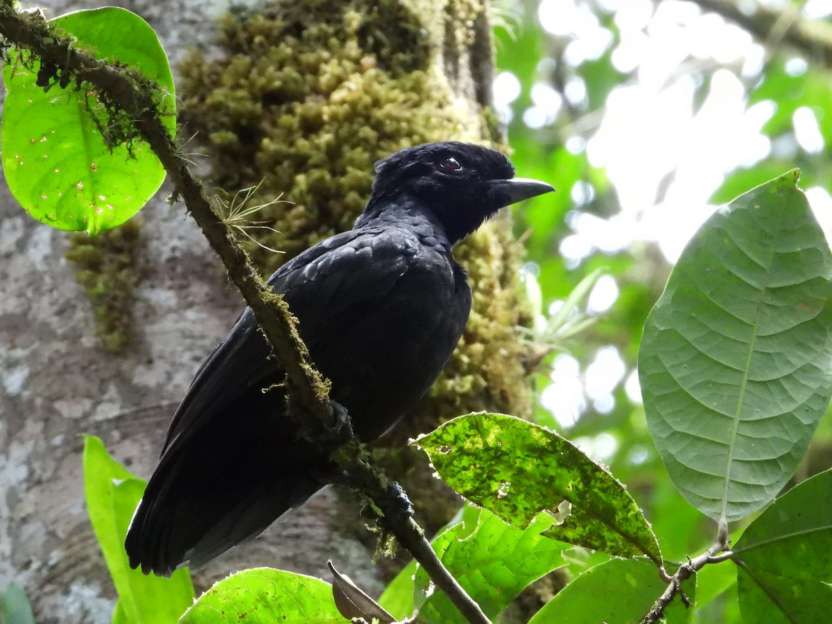 Bare-necked Umbrellabird - ML623027768