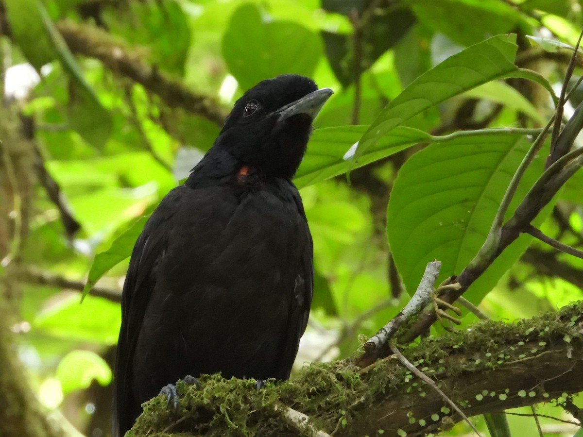 Bare-necked Umbrellabird - ML623027769