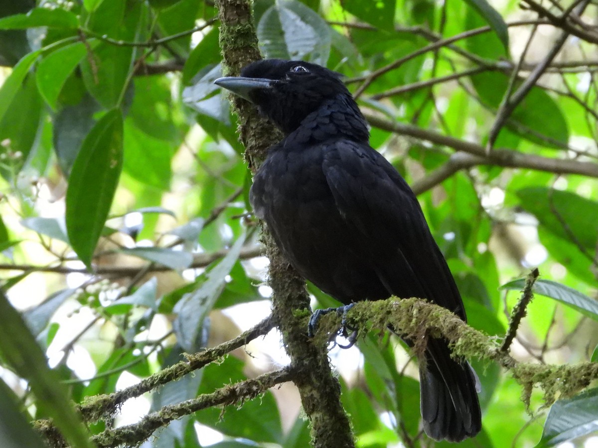 Bare-necked Umbrellabird - ML623027770