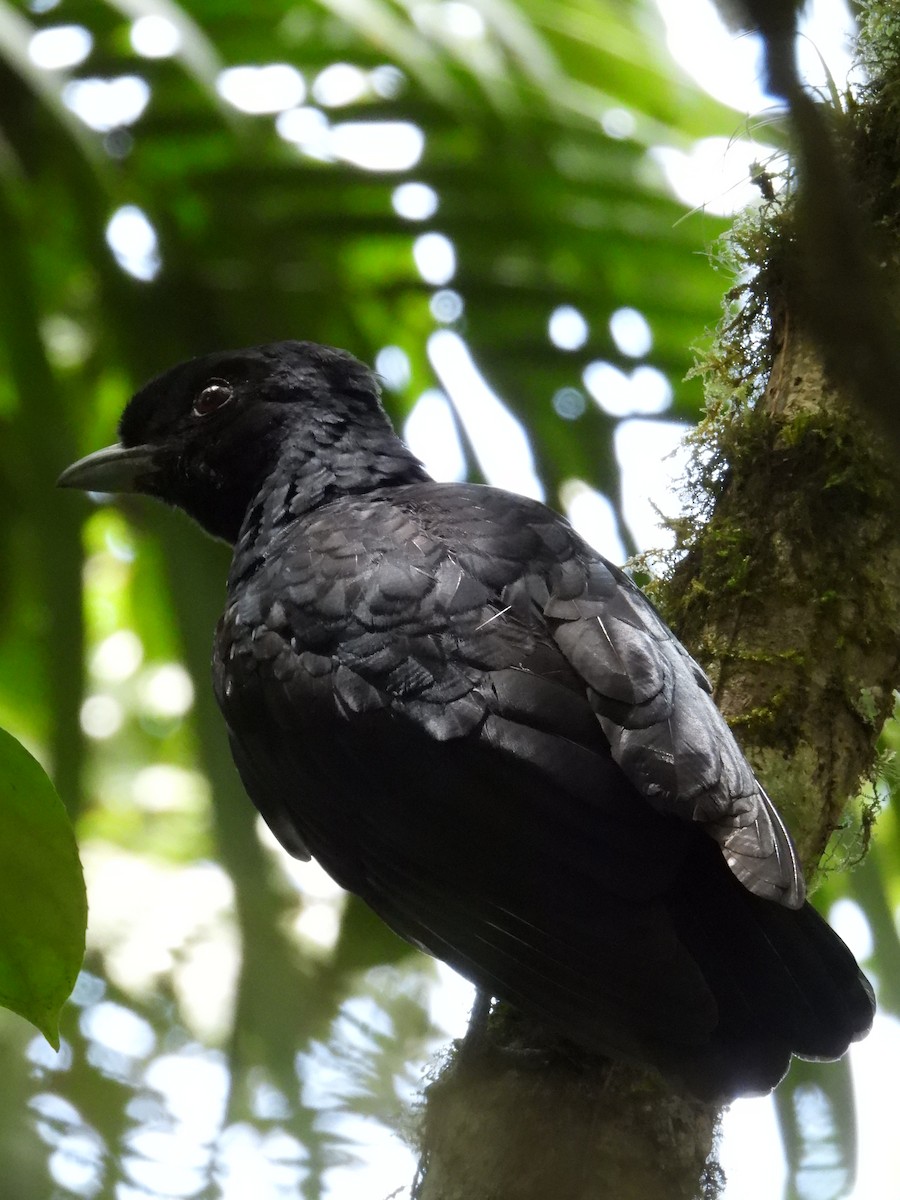 Bare-necked Umbrellabird - ML623027771