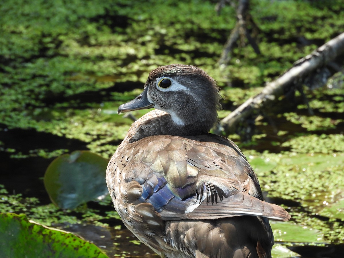 Wood Duck - ML623027796