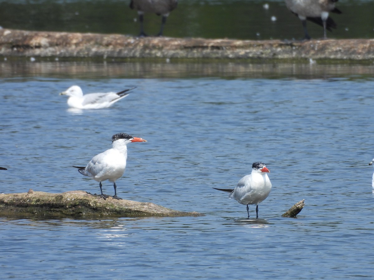 Caspian Tern - ML623027802