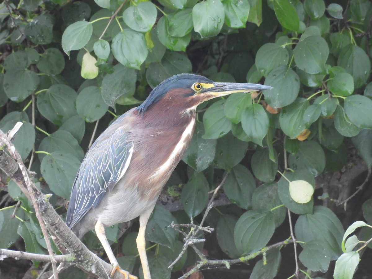 Green Heron - ML623027812