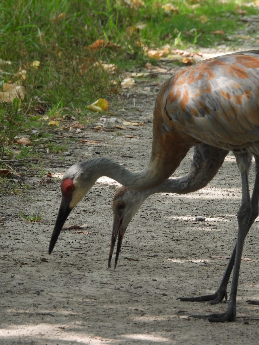 Sandhill Crane - ML623027838