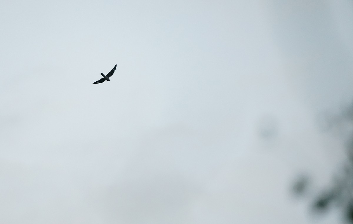 Common Nighthawk - Jacques St-Jean