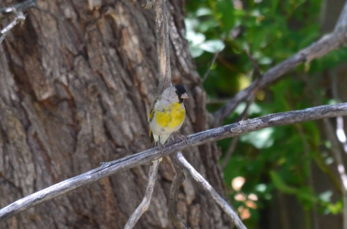 Lawrence's Goldfinch - ML623027981