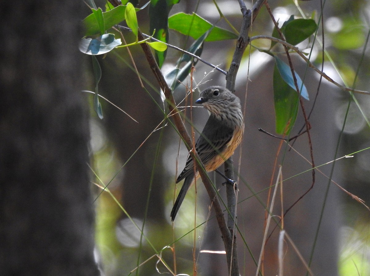 Rufous Whistler - Rafael Mantilla Murillo