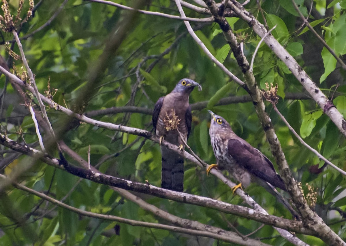 Common Hawk-Cuckoo - ML623028131