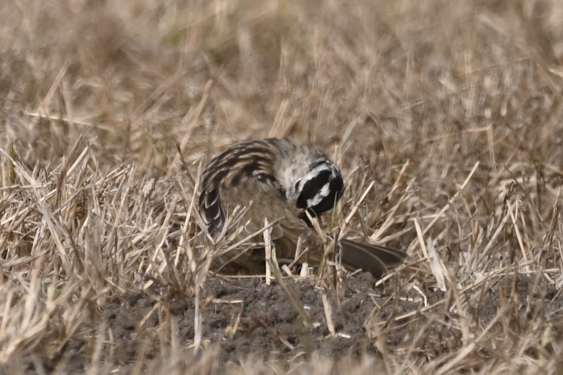 Zonotrichia sp. - ML623028146