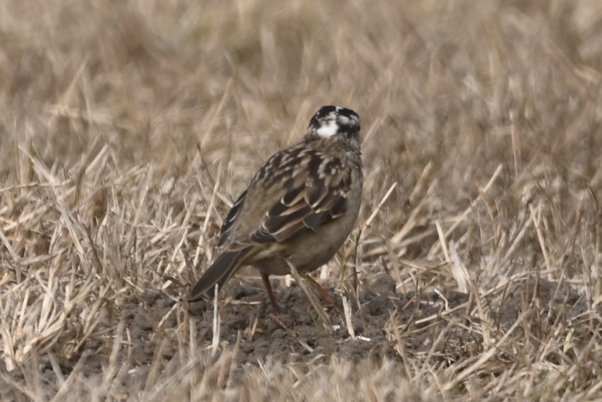 Zonotrichia sp. - ML623028147