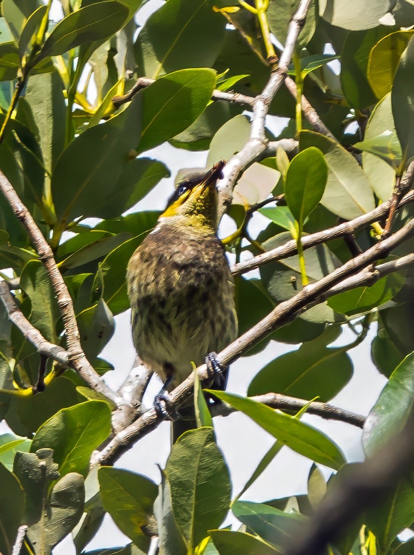 Mangrove Honeyeater - ML623028194