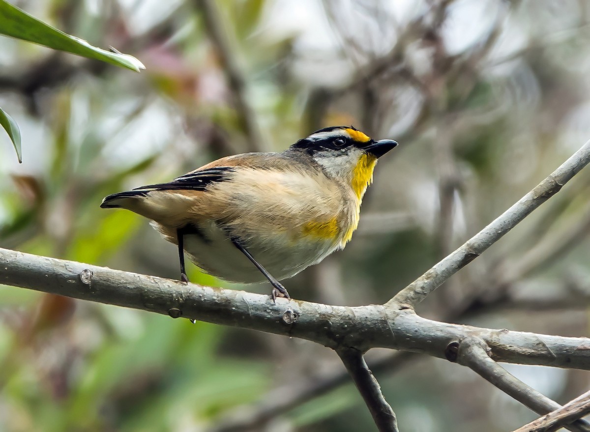 Striated Pardalote - ML623028206