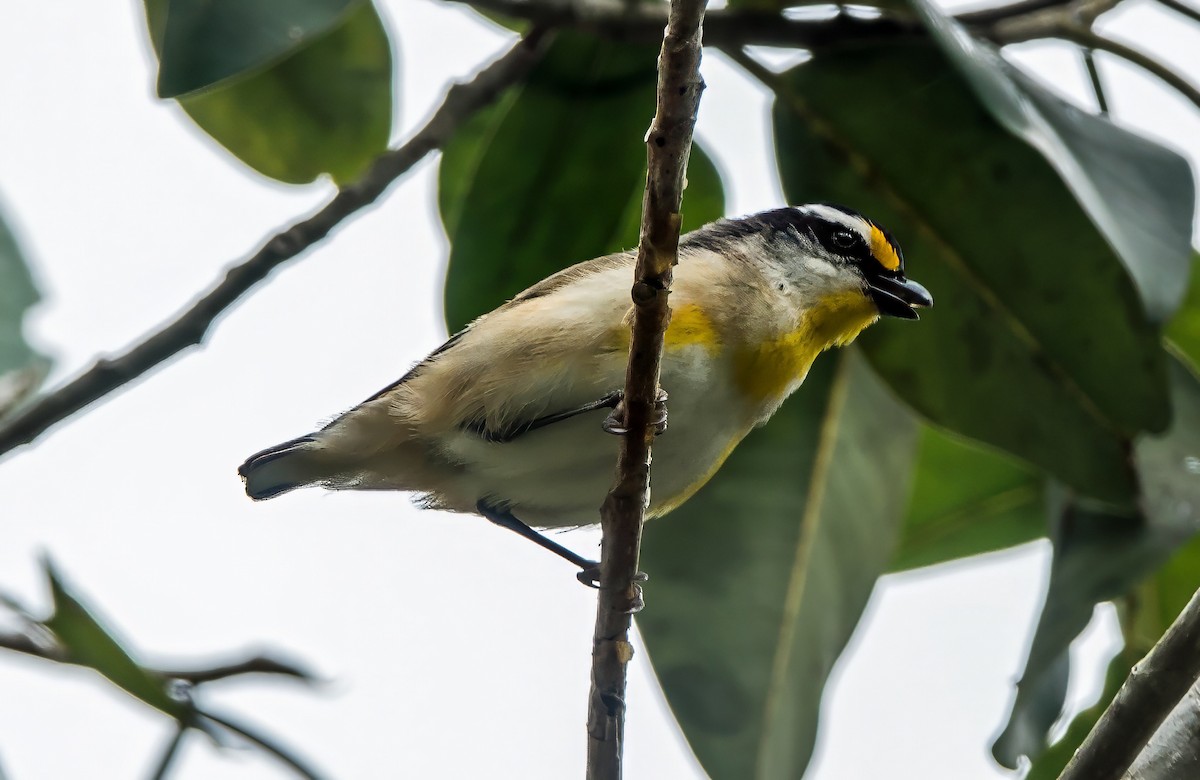 Striated Pardalote - ML623028207