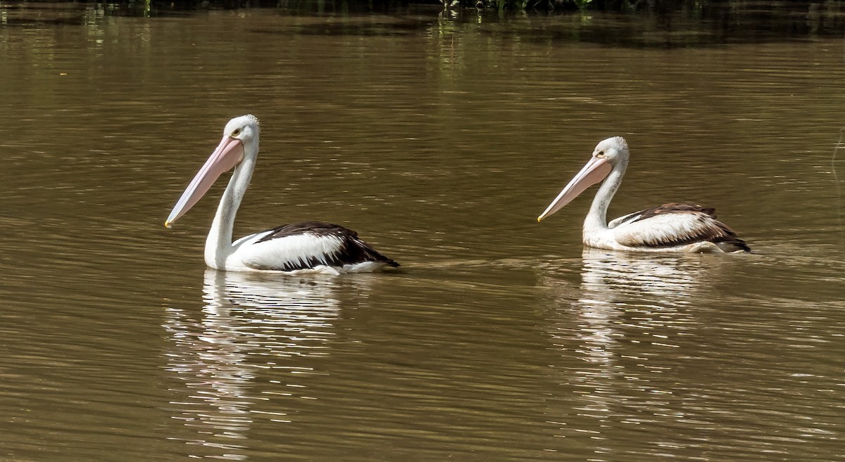 Australian Pelican - Russell Scott