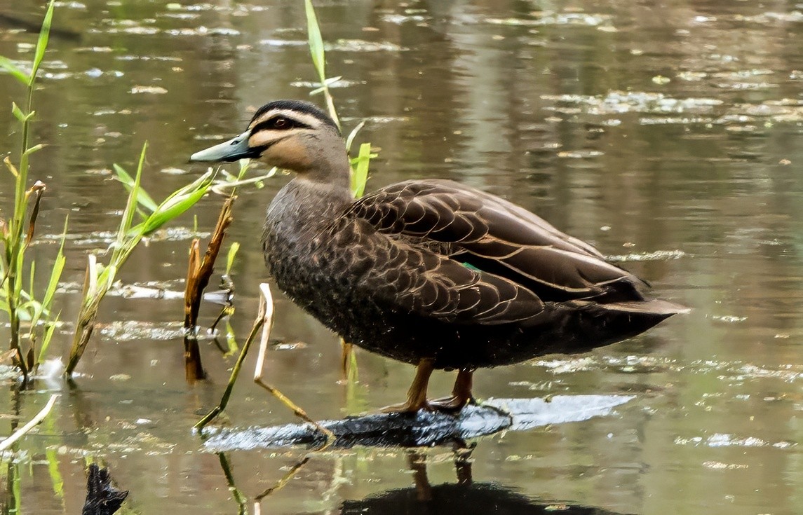 Pacific Black Duck - ML623028221