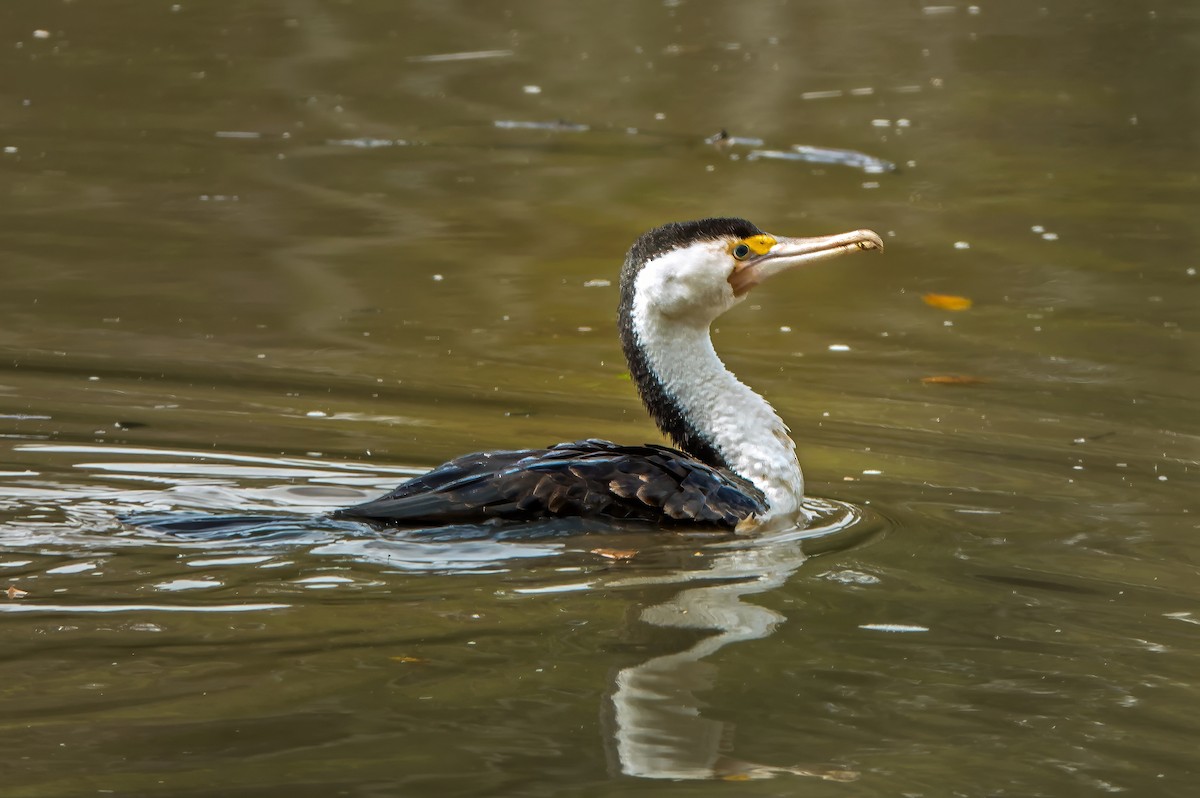 Pied Cormorant - Russell Scott