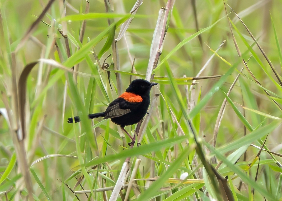 Red-backed Fairywren - ML623028233