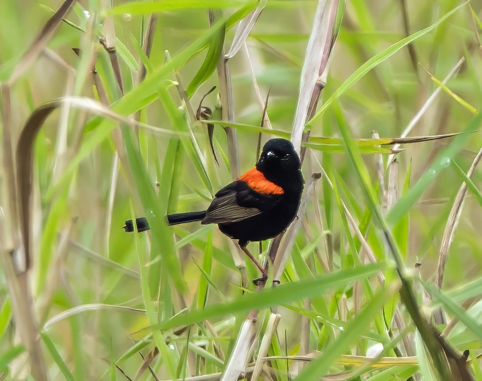 Red-backed Fairywren - ML623028234