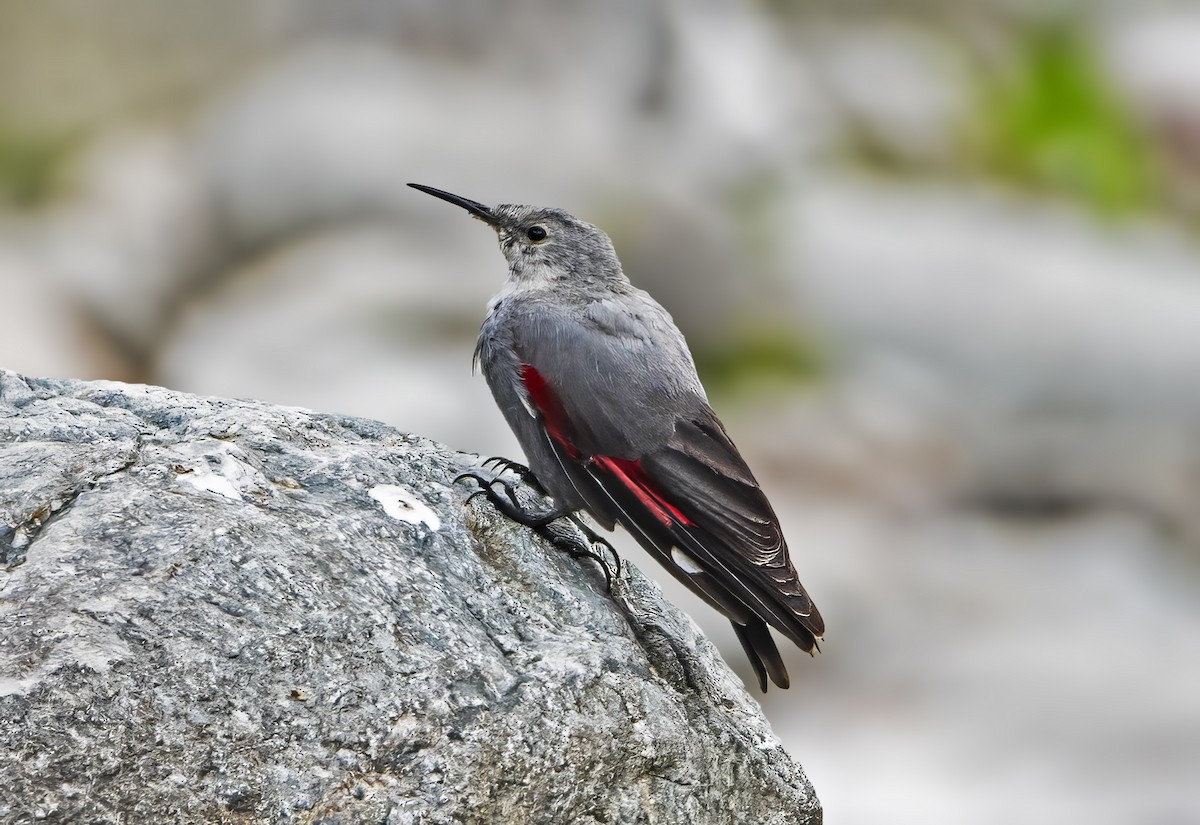 Wallcreeper - Tushar Bhagwat