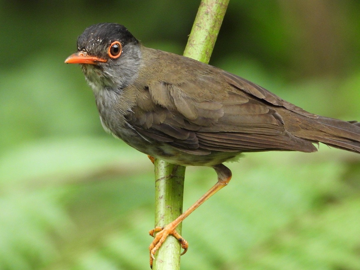 Black-headed Nightingale-Thrush - ML623028306