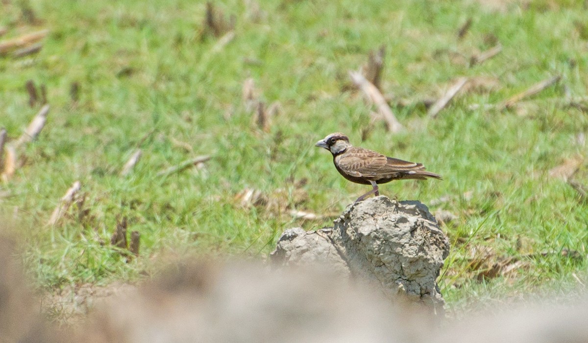 Ashy-crowned Sparrow-Lark - ML623028310