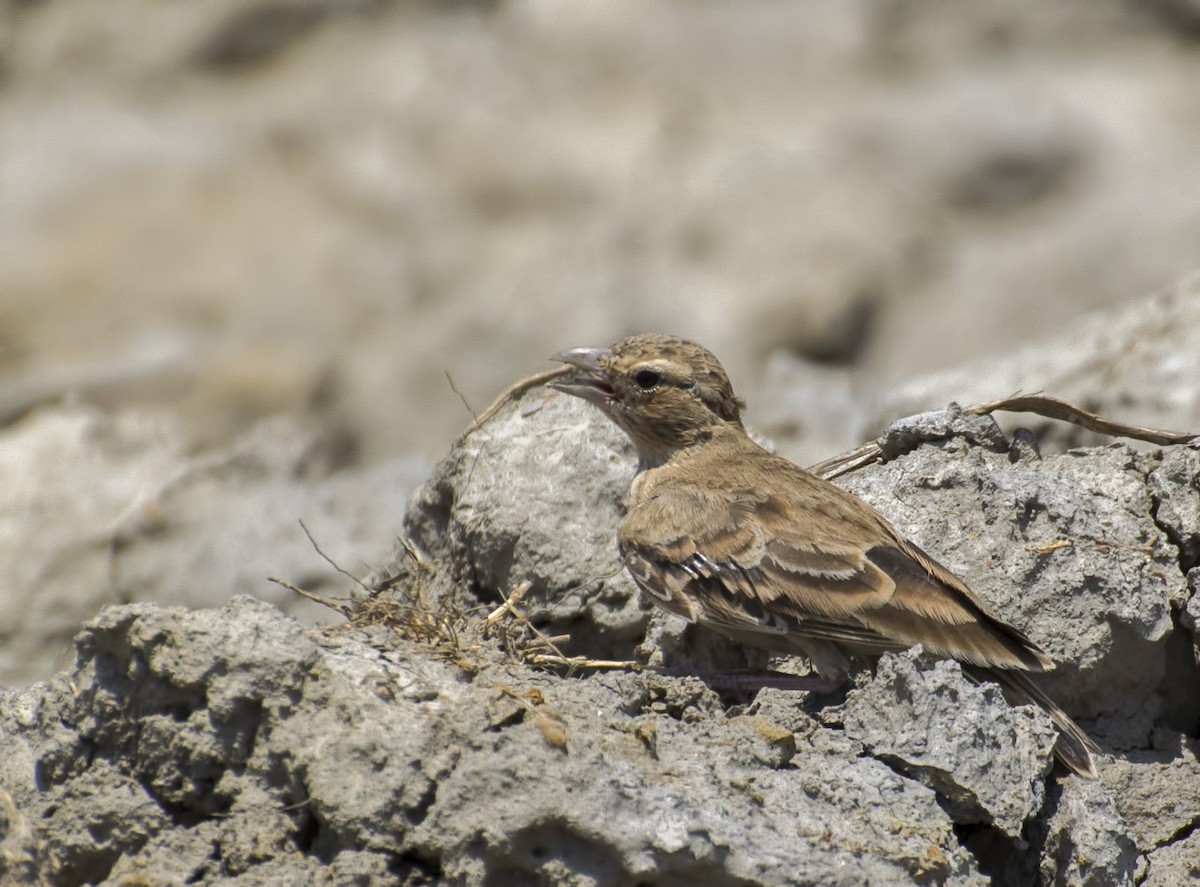 Bengal Bushlark - ML623028313