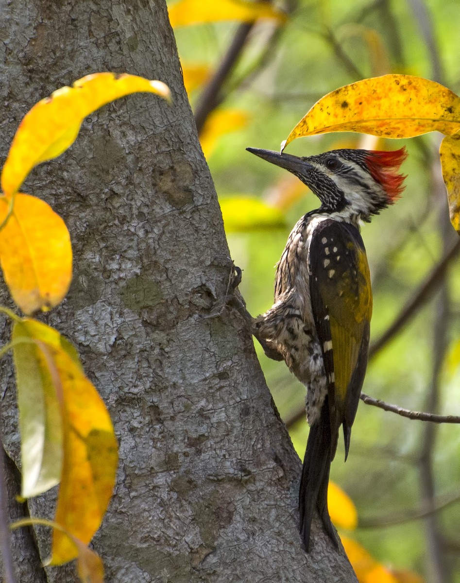 Black-rumped Flameback - ML623028348