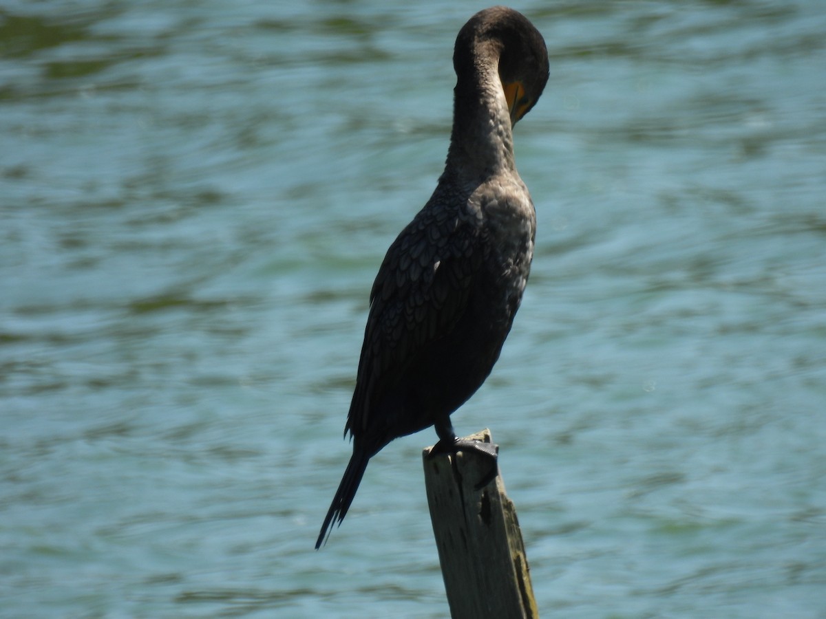 Double-crested Cormorant - ML623028358