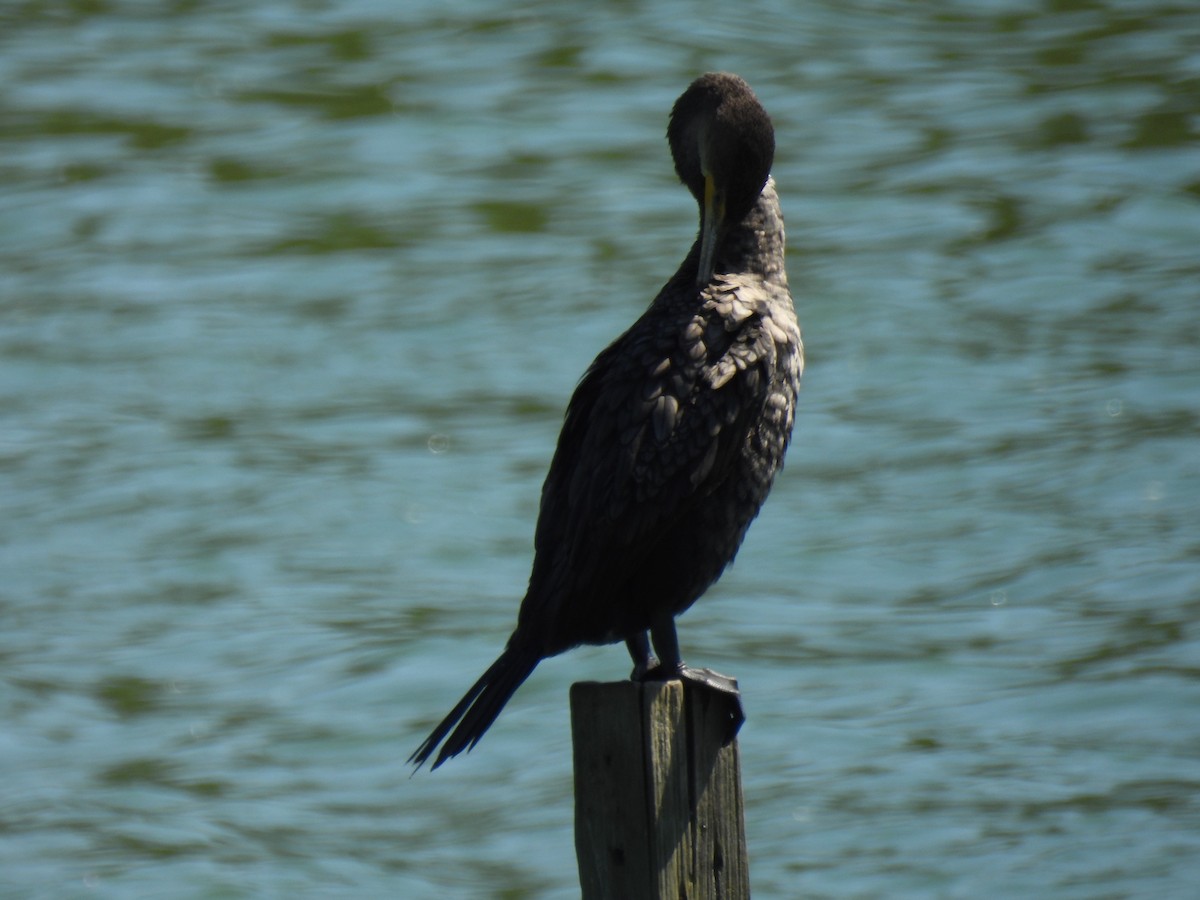 Double-crested Cormorant - ML623028359
