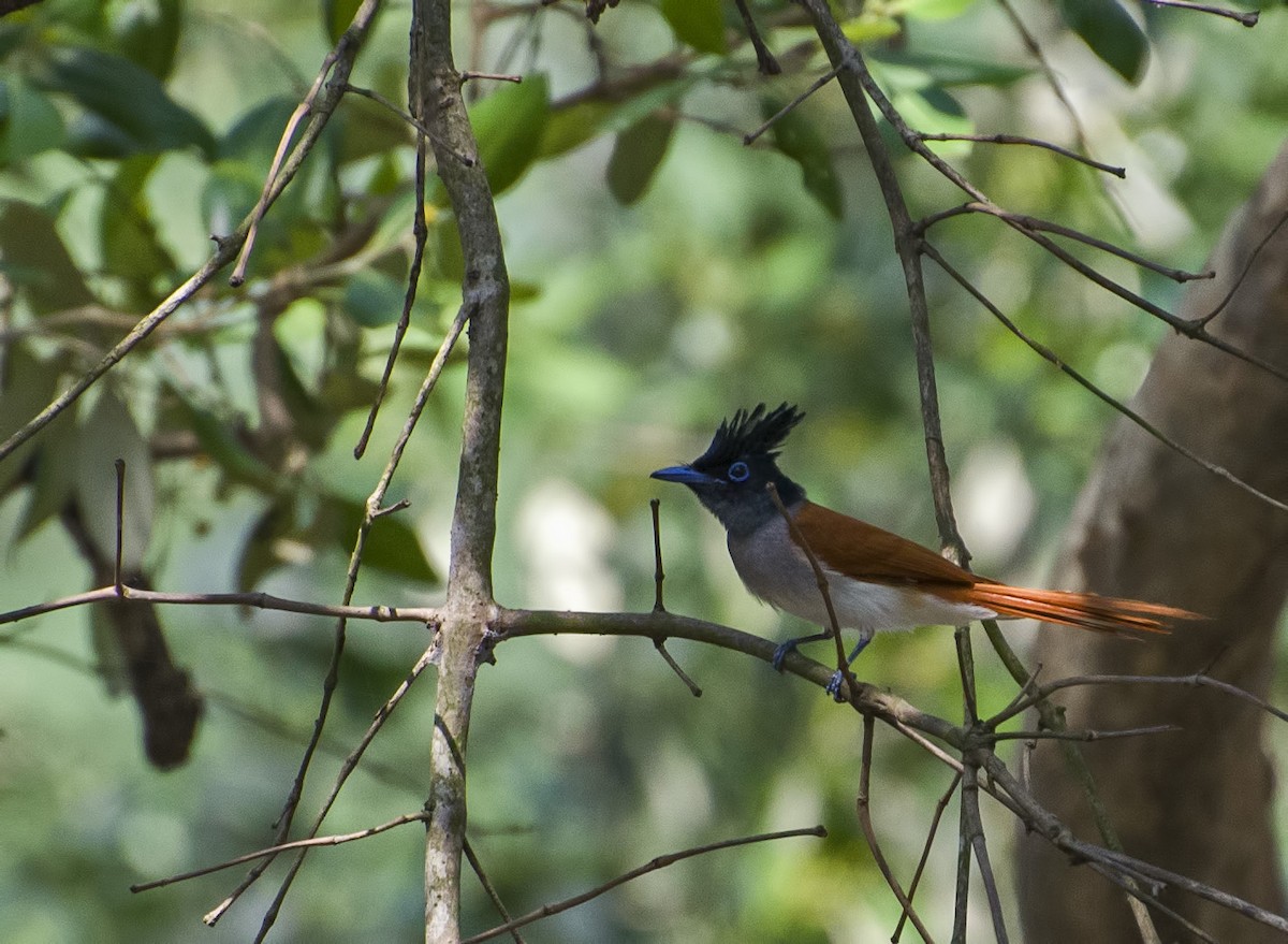 Indian Paradise-Flycatcher - ML623028363