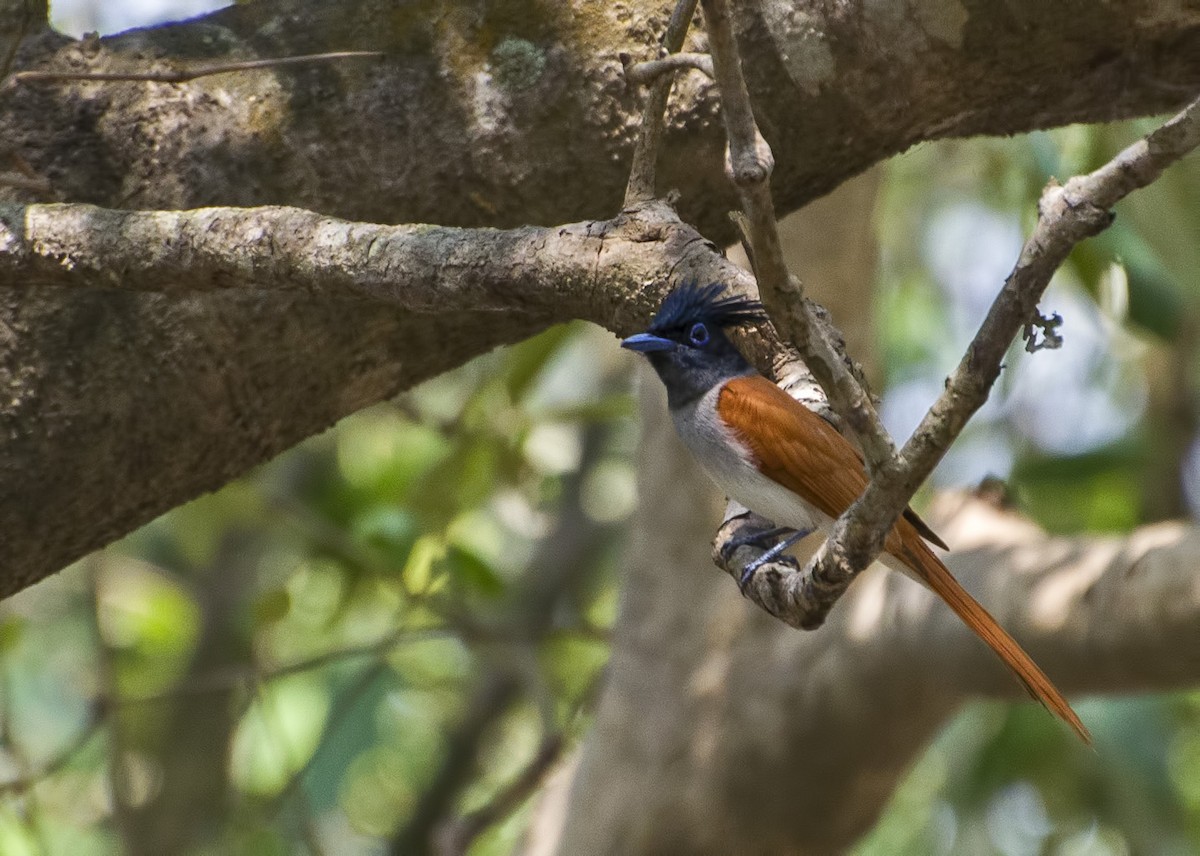 Indian Paradise-Flycatcher - ML623028364