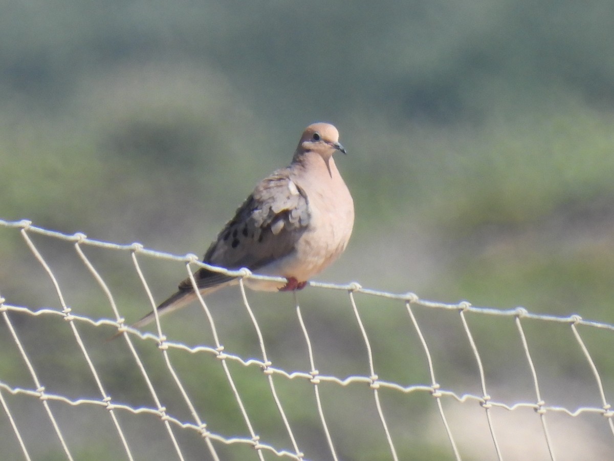 Mourning Dove - ML623028375