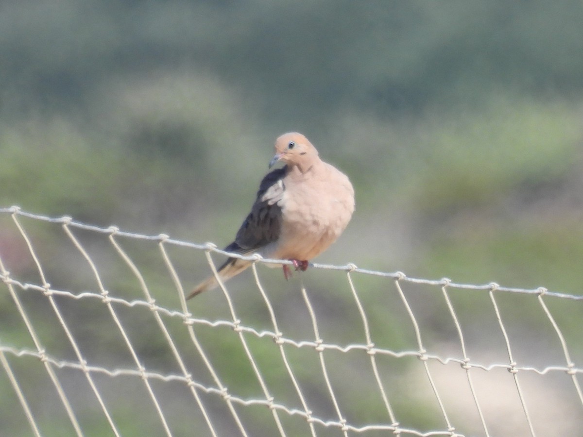 Mourning Dove - ML623028376