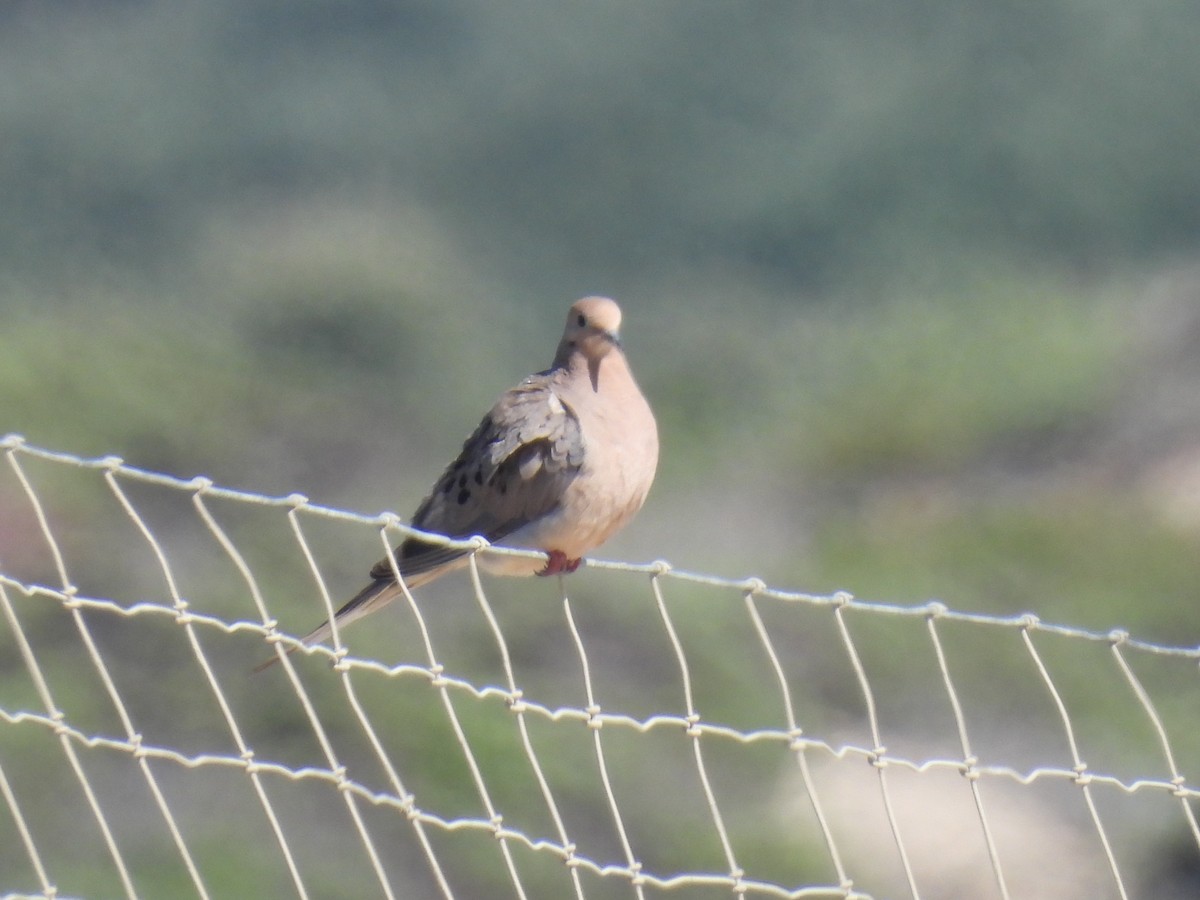 Mourning Dove - ML623028377