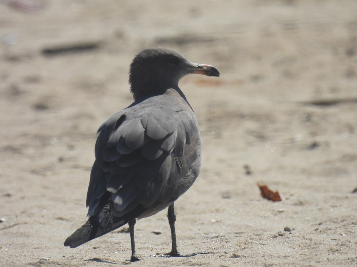 Heermann's Gull - ML623028378