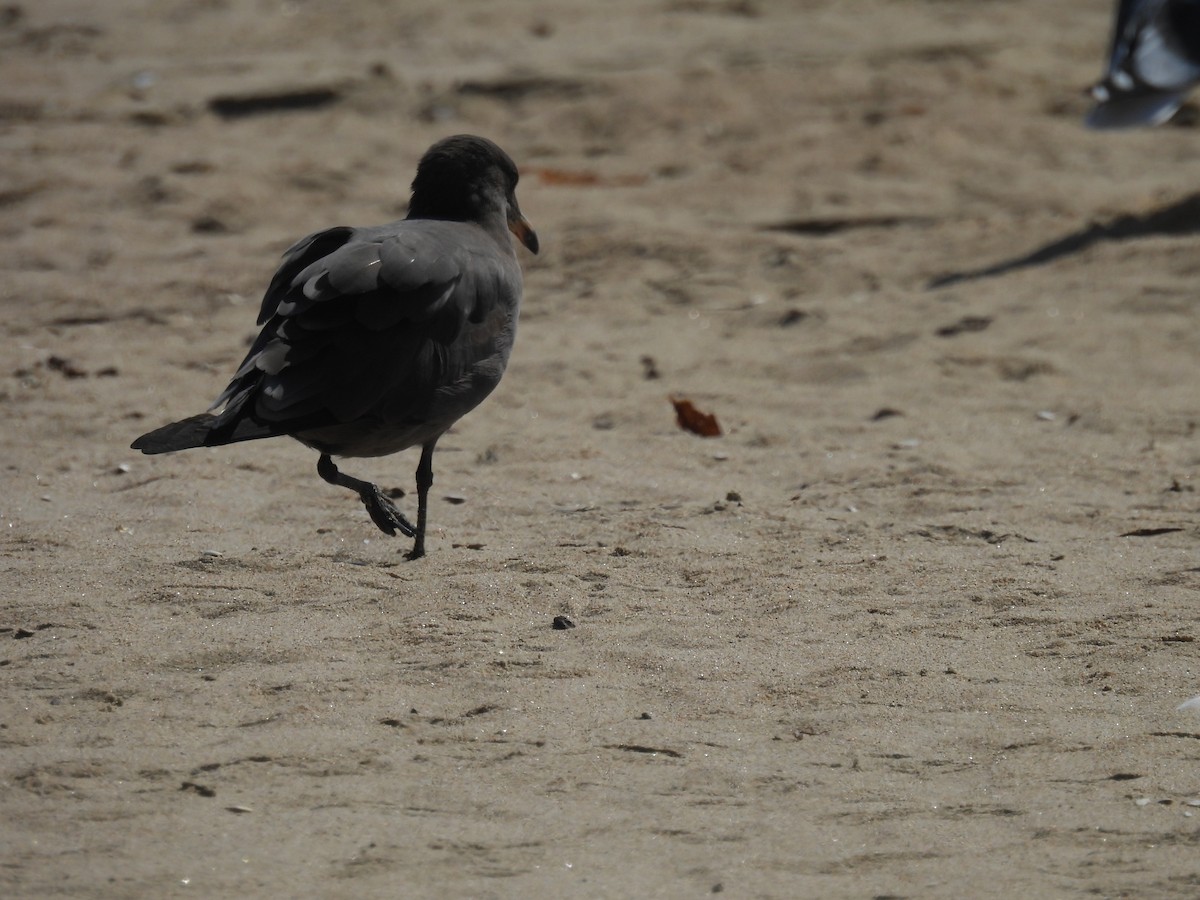 Heermann's Gull - ML623028379