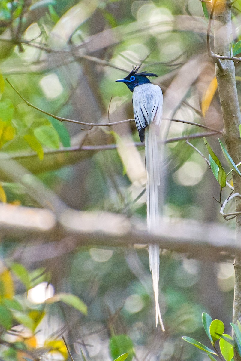 Indian Paradise-Flycatcher - ML623028393