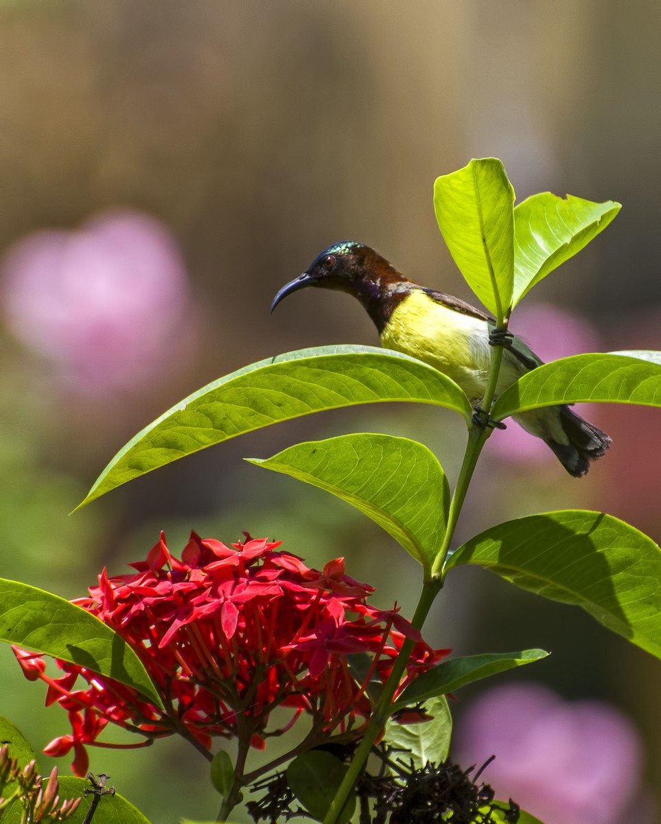 Purple-rumped Sunbird - ML623028399