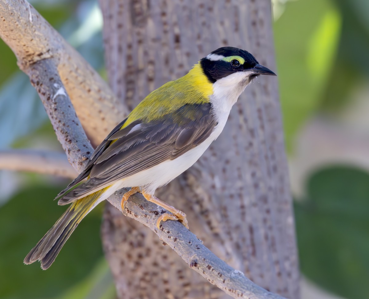 Black-chinned Honeyeater - ML623028444