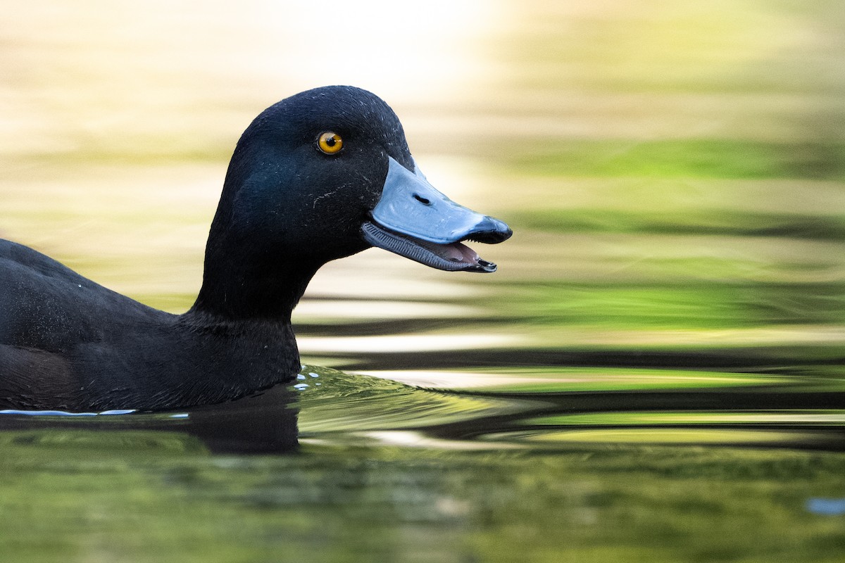 New Zealand Scaup - ML623028466