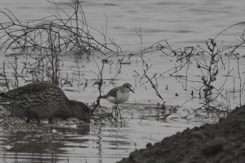 Little Stint - ML623028510