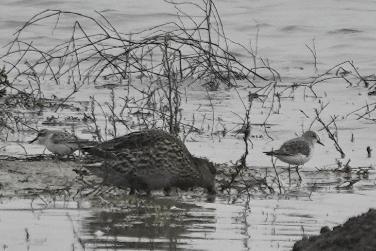 Little Stint - ML623028511