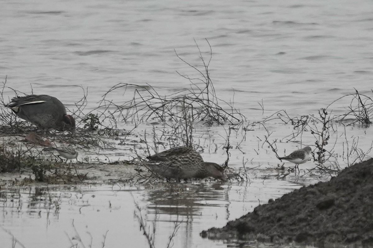 Little Stint - ML623028513