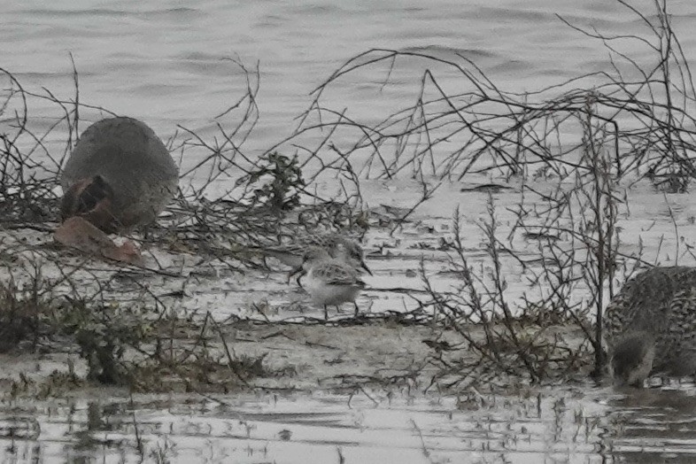 Little Stint - ML623028517