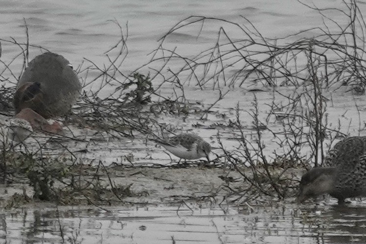 Little Stint - ML623028519