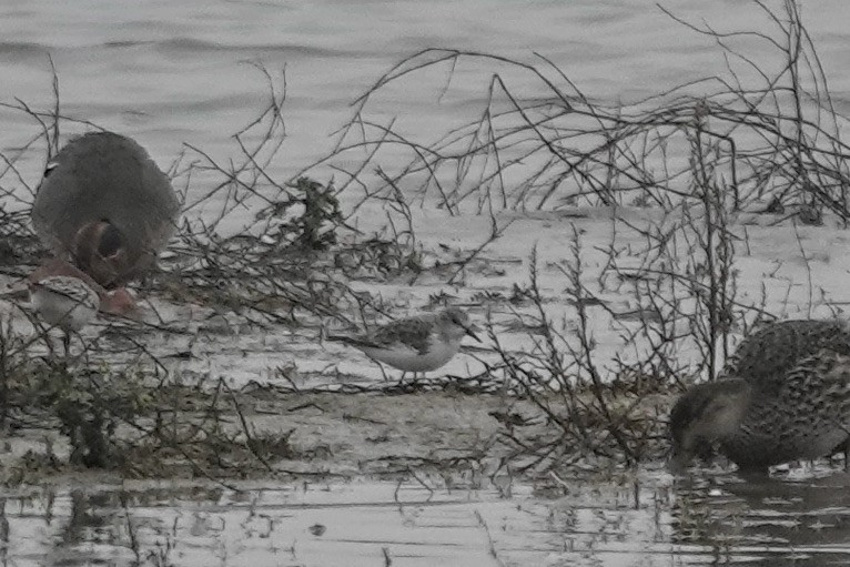 Little Stint - ML623028520