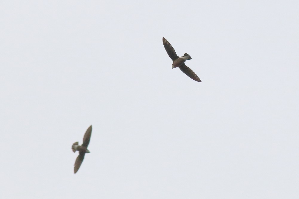 White-throated Needletail - ML623028547